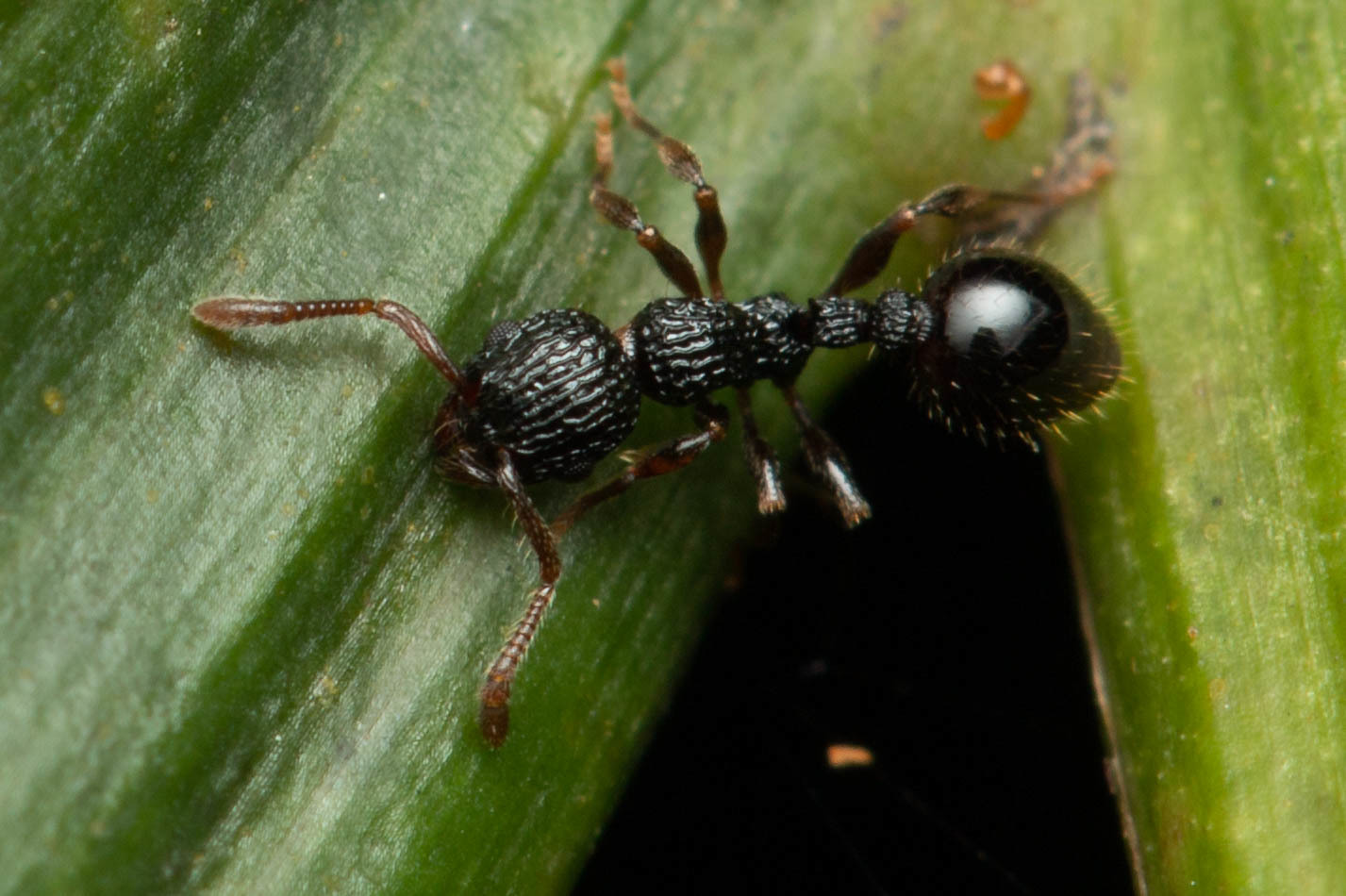 Podomyrma mjobergi