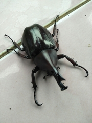 Xylotrupes gideon gideon