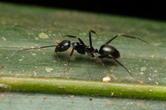 Leptomyrmex burwelli
