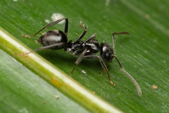 Teratomyrmex greavesi