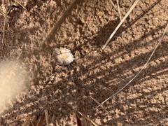 Psathyrella arenulina