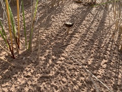 Psathyrella arenulina