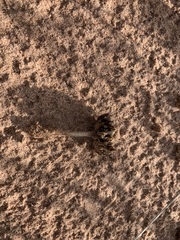 Psathyrella arenulina