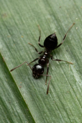 Prolasius