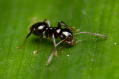 Prolasius