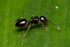 Prolasius