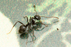 Teratomyrmex greavesi