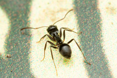 Teratomyrmex greavesi