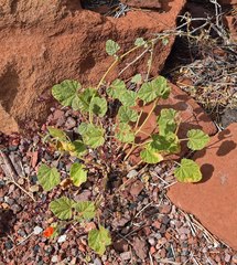 Sphaeralcea parvifolia