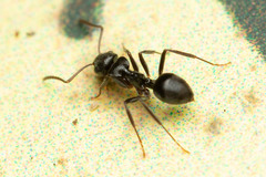 Teratomyrmex greavesi