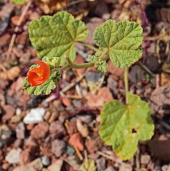 Sphaeralcea parvifolia
