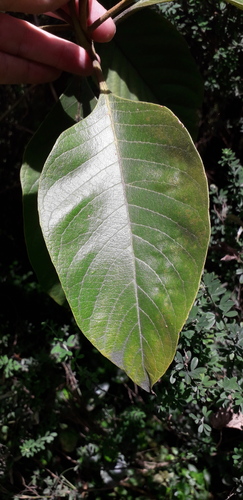 Citharexylum subflavescens (Citharexylum subflavescens)