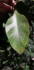Citharexylum subflavescens