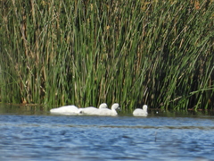 Cygnus melancoryphus