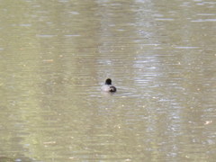 Fulica americana americana