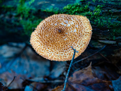 Leucopholiota