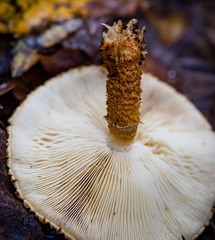 Leucopholiota