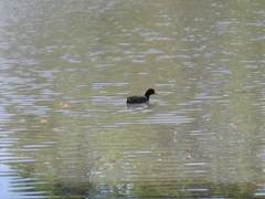 Fulica americana americana