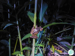 Bokermannohyla circumdata