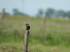 Molothrus bonariensis