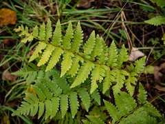 Dryopteris clintoniana