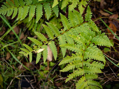 Dryopteris clintoniana