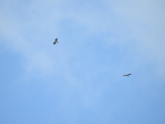 Spizaetus melanoleucus