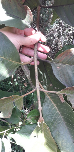 Citharexylum subflavescens (Citharexylum subflavescens)