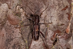 Xylotrechus sagittatus image