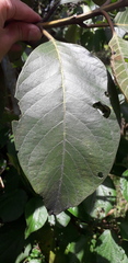 Citharexylum subflavescens