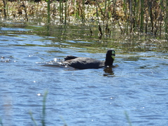 Fulica armillata