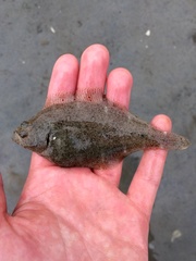 Citharichthys stigmaeus