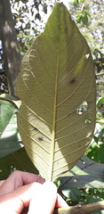 Citharexylum subflavescens