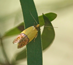 Chrysonoma