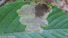 Cameraria betulivora