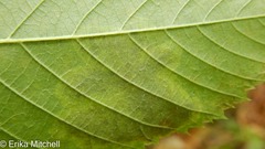 Cameraria betulivora