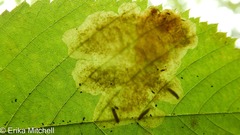 Cameraria betulivora