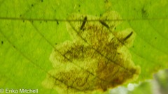 Cameraria betulivora