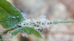 Phylloplecta tripunctata