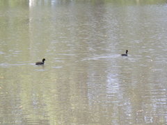 Fulica americana americana
