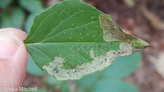 Liriomyza orilliensis