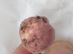 Calocybe carnea