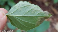 Liriomyza orilliensis