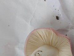 Calocybe carnea