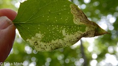 Liriomyza orilliensis