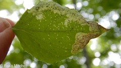 Liriomyza orilliensis