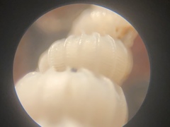 Epitonium multistriatum