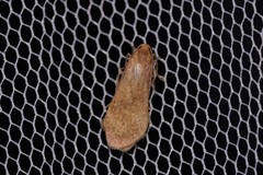 Lambula obliquilinea