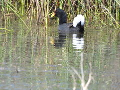 Fulica rufifrons