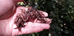 Stenorrhynchos albidomaculatum
